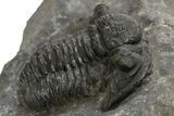 Bargain, Detailed Proetid (Gerastos) Trilobite Fossil - Morocco #325837-2